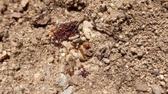 Pheidole cerebrosior