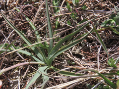 Ranunculus gramineus