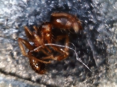 Pheidole cerebrosior