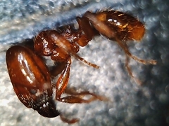 Pheidole cerebrosior