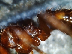 Pheidole cerebrosior