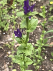 Triodanis perfoliata image