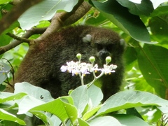 Plecturocebus donacophilus