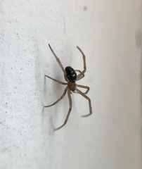 Steatoda grossa