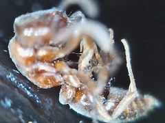 Hypoponera opacior