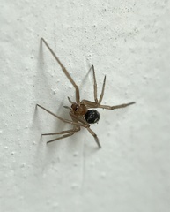 Steatoda grossa