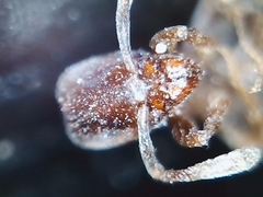 Hypoponera opacior