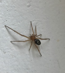 Steatoda grossa