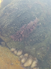 Porifera