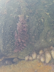 Porifera