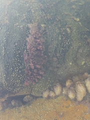 Porifera