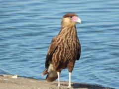 Caracara plancus