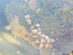 Porifera