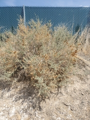 Atriplex canescens