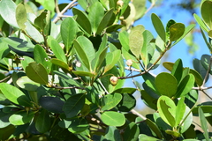 Ternstroemia
