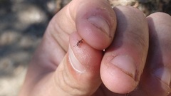 Neivamyrmex nigrescens