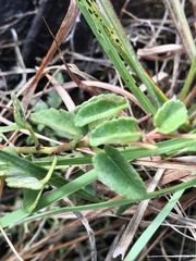 Pavonia cymbalaria