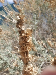 Atriplex canescens