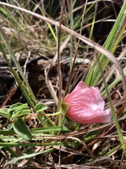 Pavonia cymbalaria