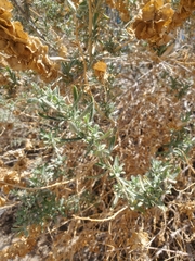 Atriplex canescens