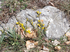Cytisus decumbens