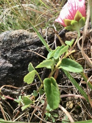 Pavonia cymbalaria