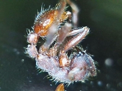 Neivamyrmex nigrescens