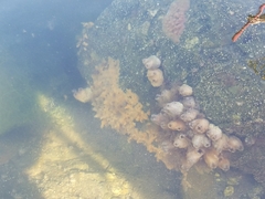 Porifera