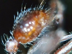 Neivamyrmex nigrescens