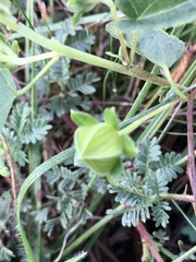Pavonia cymbalaria