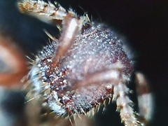 Neivamyrmex nigrescens