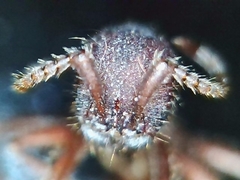 Neivamyrmex nigrescens