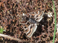 Metaxmeste schrankiana