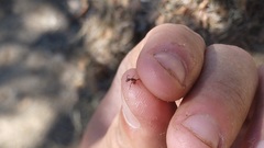 Neivamyrmex nigrescens