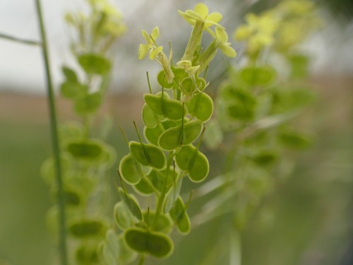 Image of Biscutella auriculata by (c) Sara Navarro, some rights reserved (CC BY)