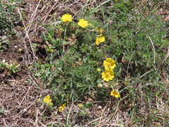 Potentilla rigoana