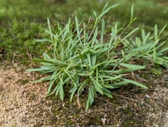 Mononeuria cumberlandensis