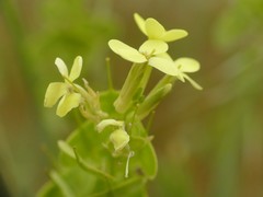 Biscutella auriculata