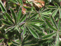 Potentilla rigoana