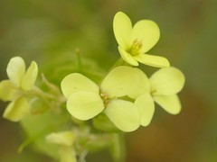 Biscutella auriculata