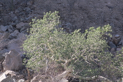 Ficus petiolaris