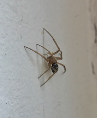 Steatoda grossa