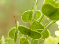 Biscutella auriculata