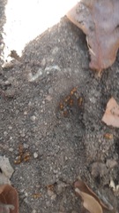 Lasius arizonicus