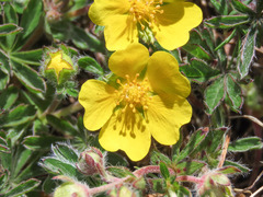 Potentilla rigoana