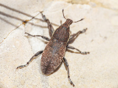 Pseudocleonus grammicus