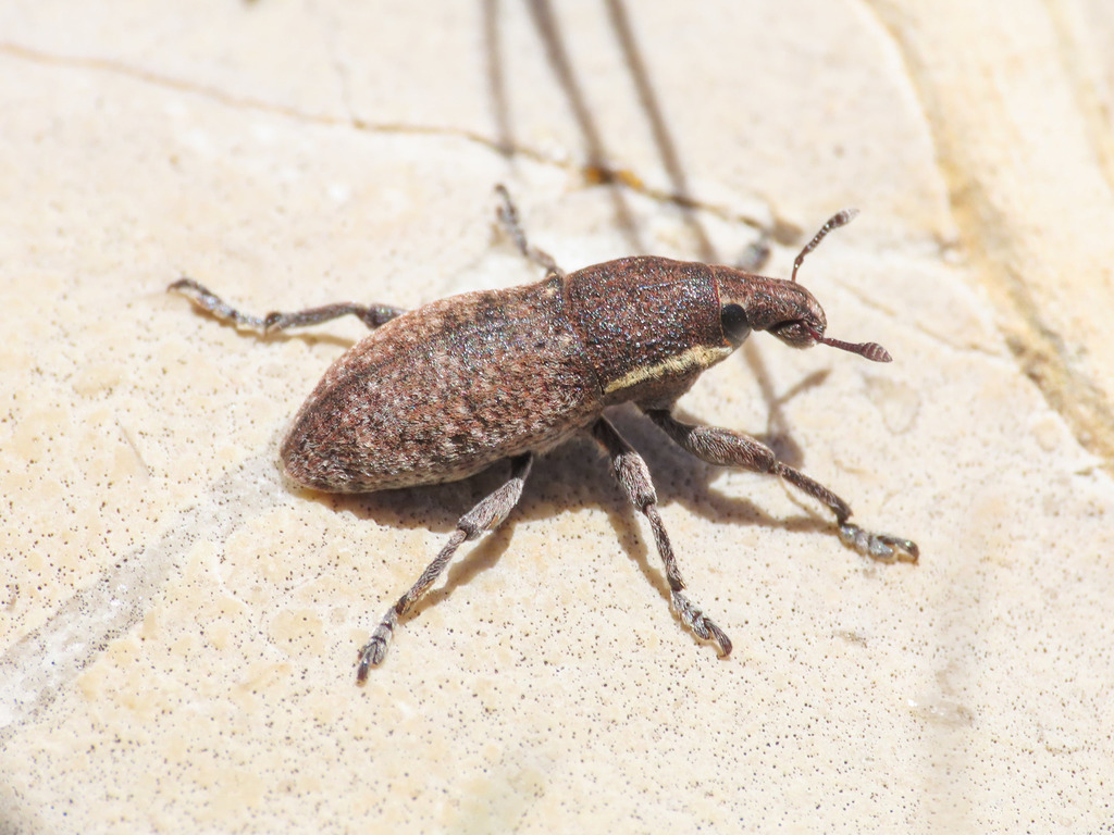 Pseudocleonus grammicus