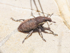 Pseudocleonus grammicus