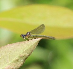 Enallagma dubium