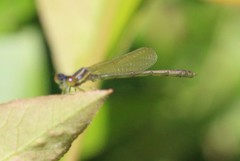 Enallagma dubium